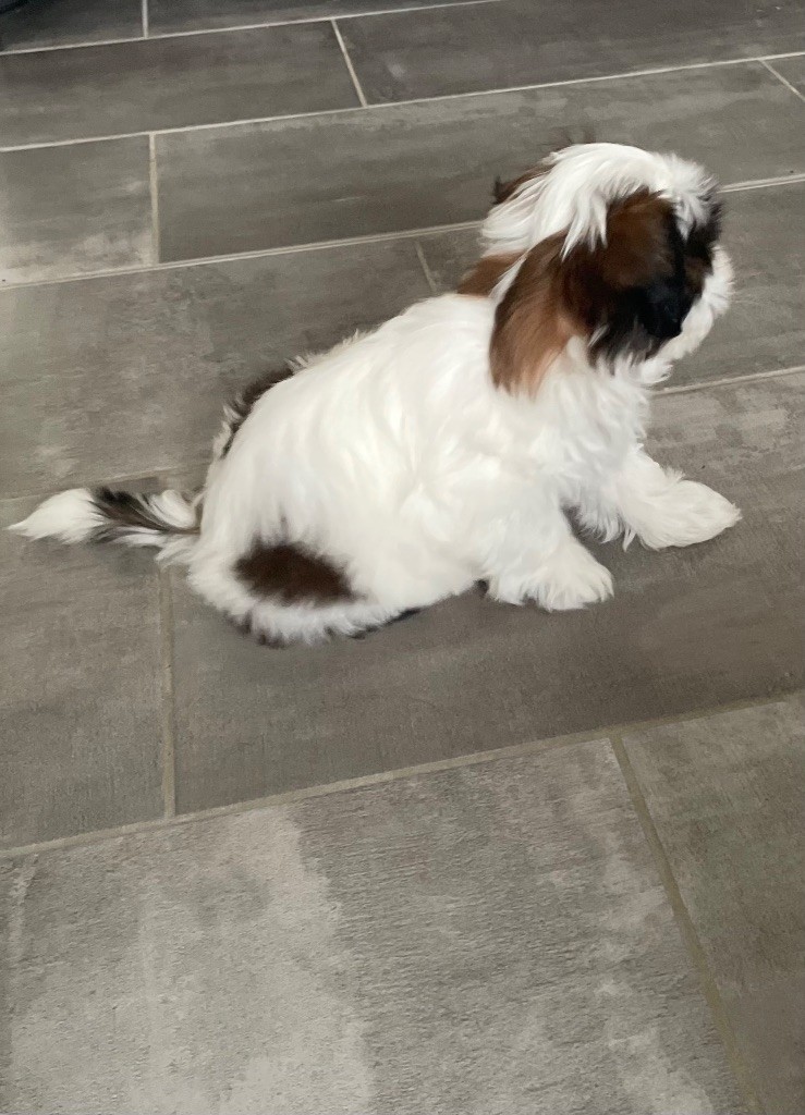 de Gael le Tensorer - Chiot disponible  - Shih Tzu