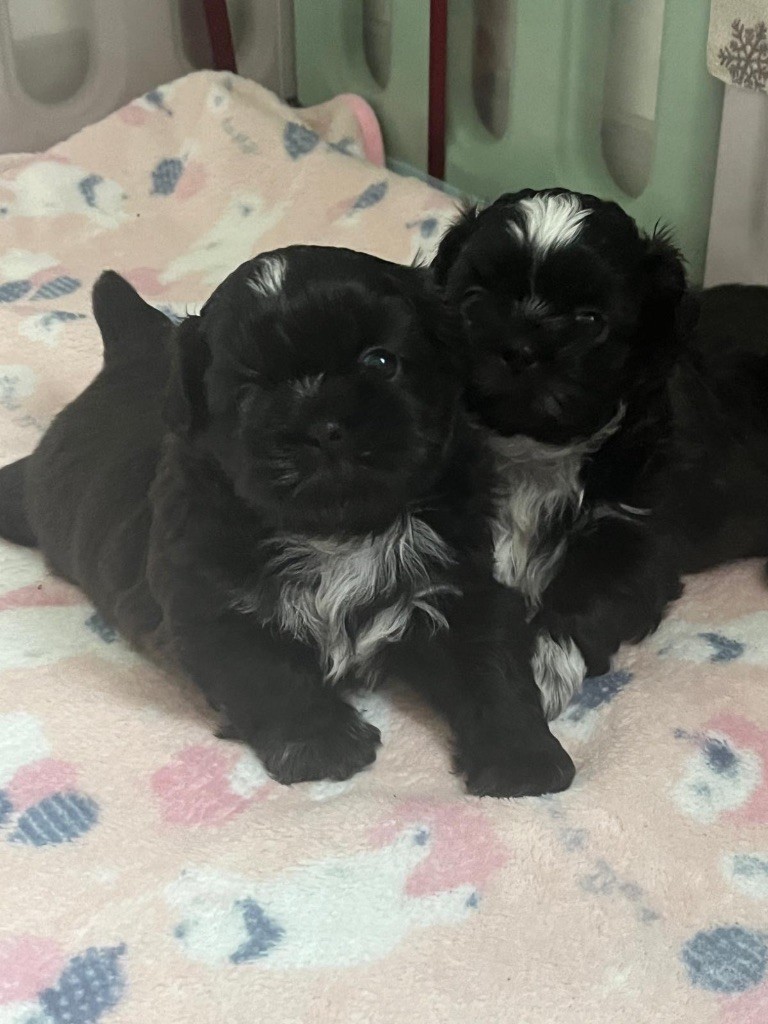 chiot Shih Tzu de Gael le Tensorer