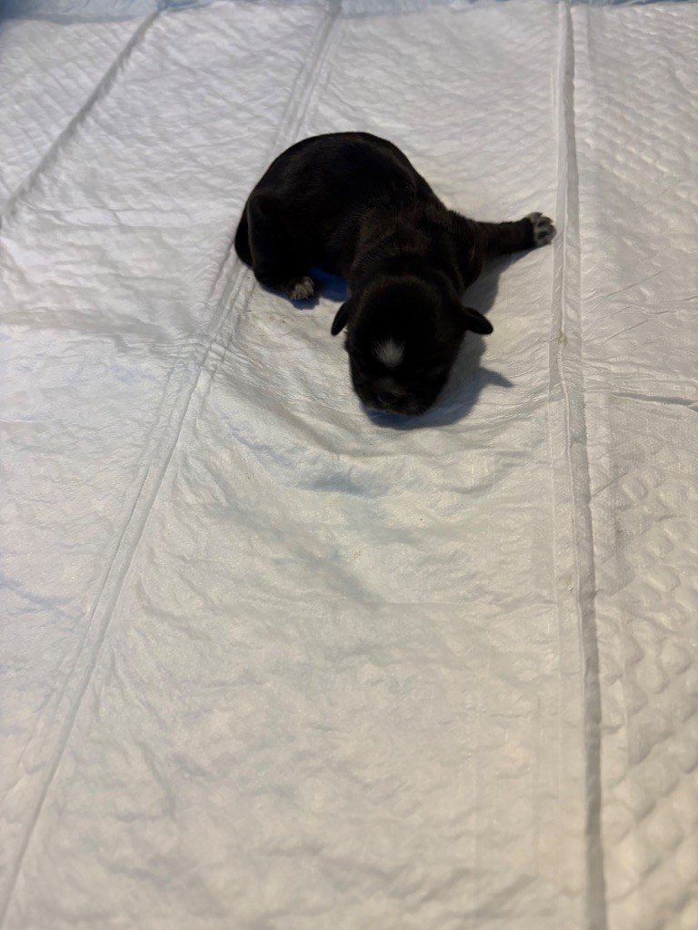 de Gael le Tensorer - Chiots disponibles - Shih Tzu