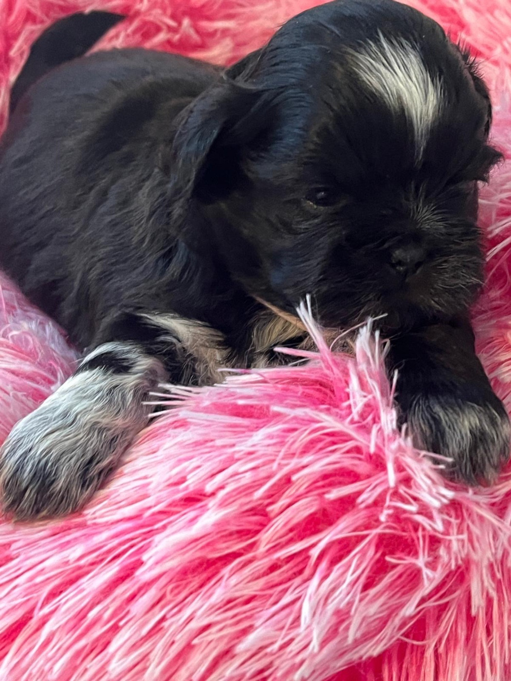 de Gael le Tensorer - Chiots disponibles - Shih Tzu