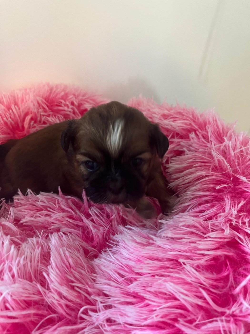 de Gael le Tensorer - Chiots disponibles - Shih Tzu