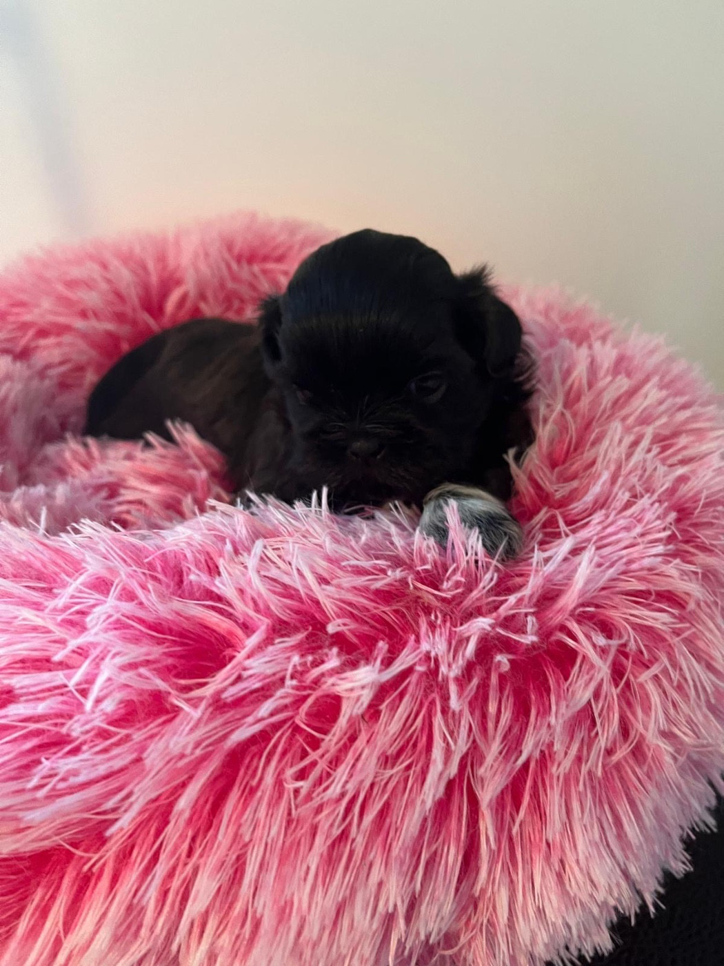 de Gael le Tensorer - Chiots disponibles - Shih Tzu