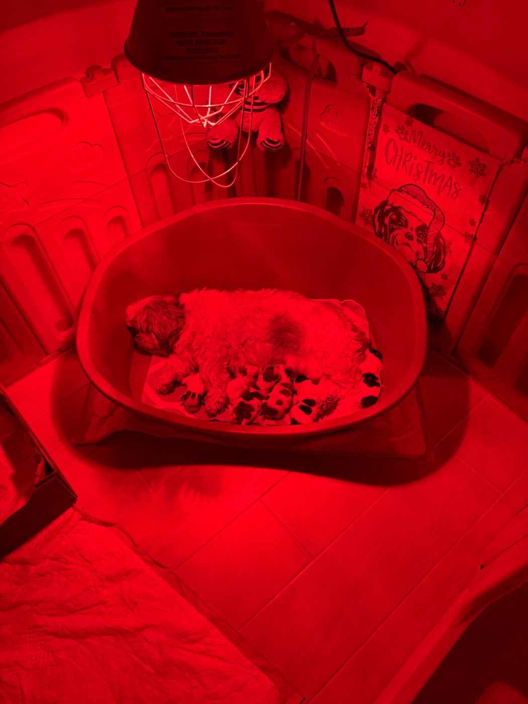 de Gael le Tensorer - Shih Tzu - Portée née le 06/03/2026