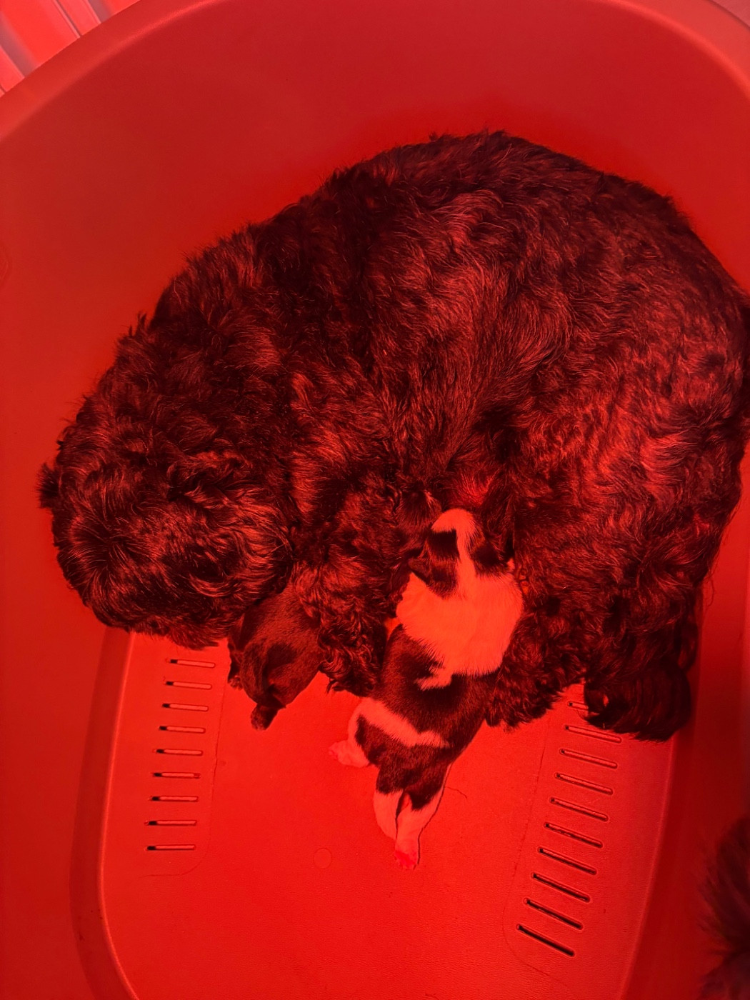 de Gael le Tensorer - Shih Tzu - Portée née le 01/03/2026