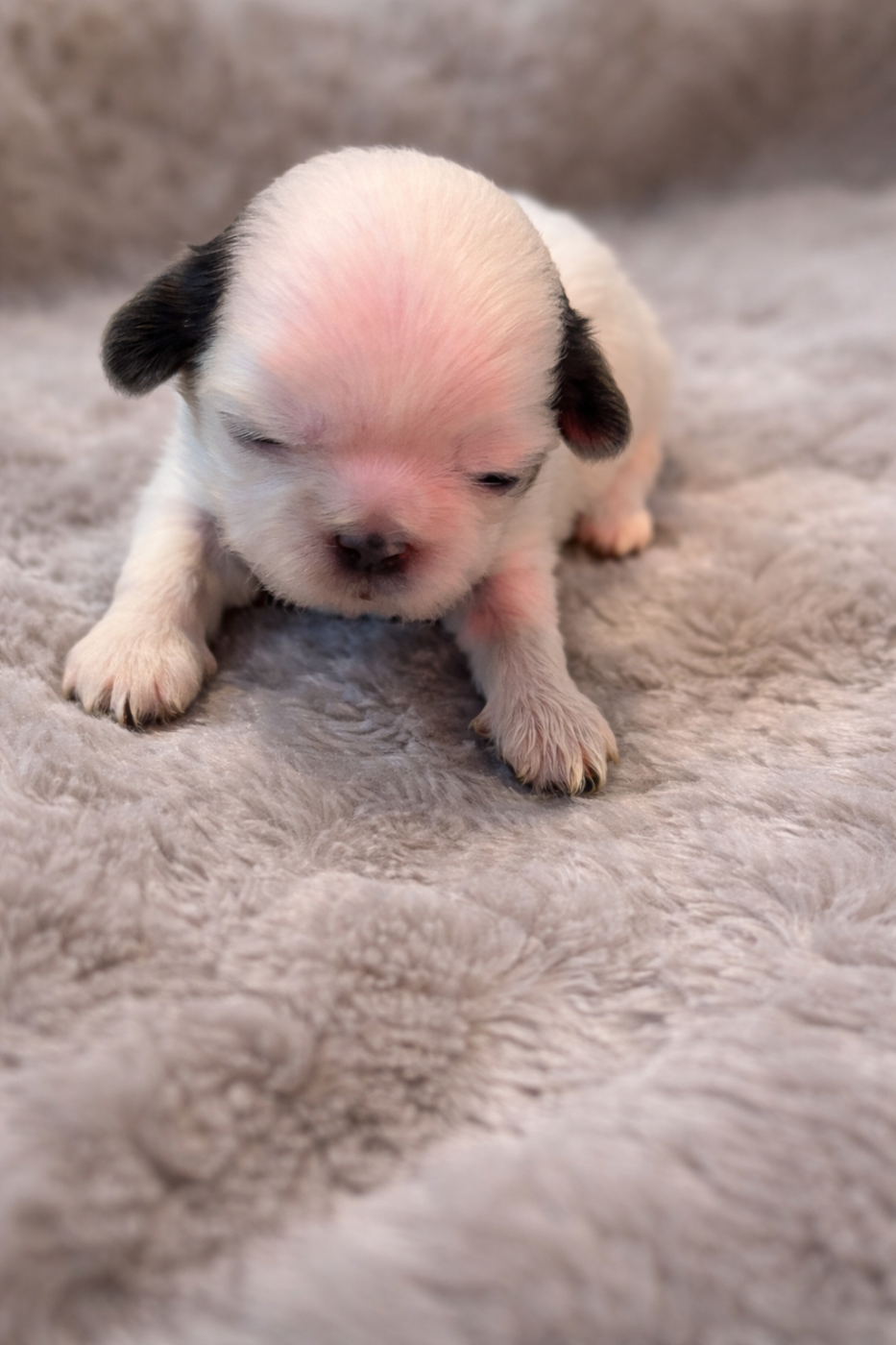 de Gael le Tensorer - Chiots disponibles - Shih Tzu