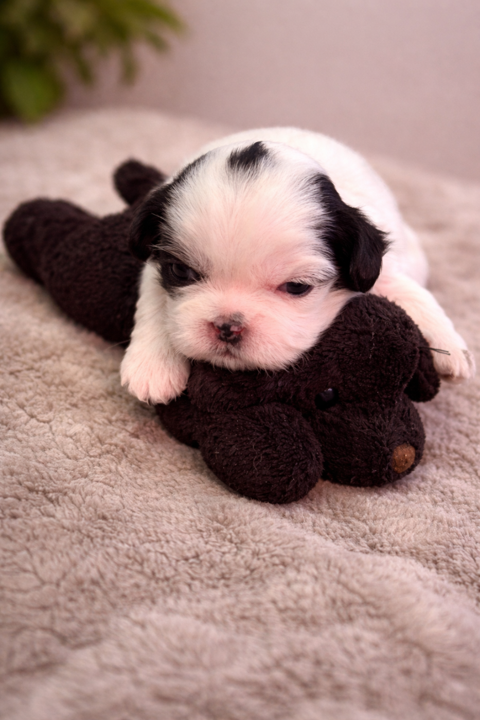 de Gael le Tensorer - Chiots disponibles - Shih Tzu