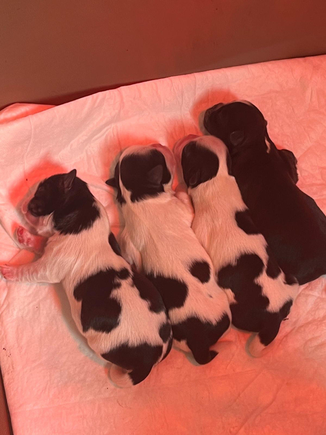 de Gael le Tensorer - Shih Tzu - Portée née le 10/10/2026