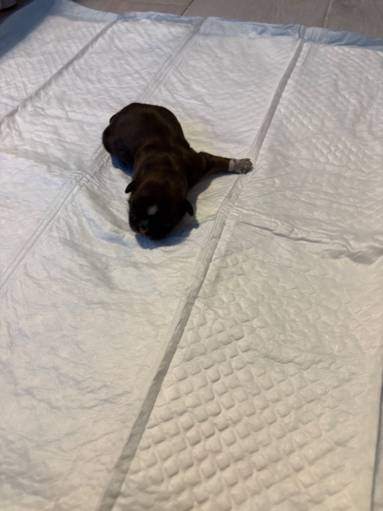 de Gael le Tensorer - Chiots disponibles - Shih Tzu