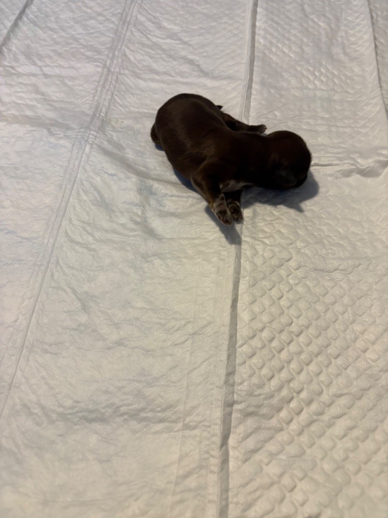 de Gael le Tensorer - Chiots disponibles - Shih Tzu