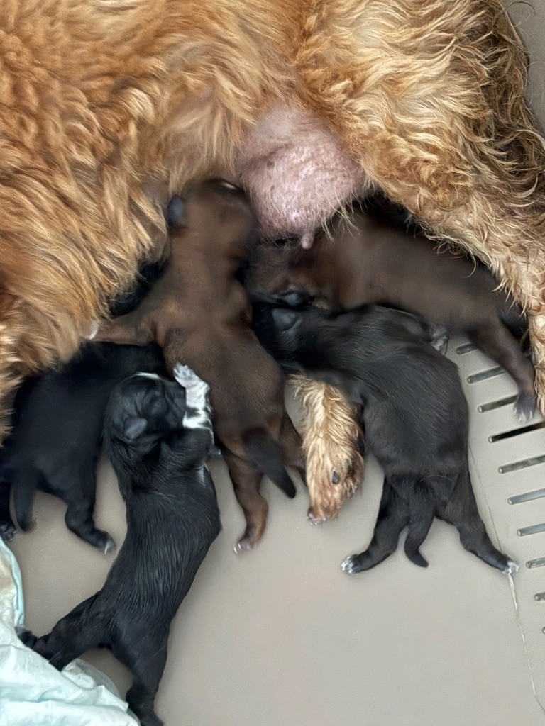 de Gael le Tensorer - Shih Tzu - Portée née le 07/10/2025