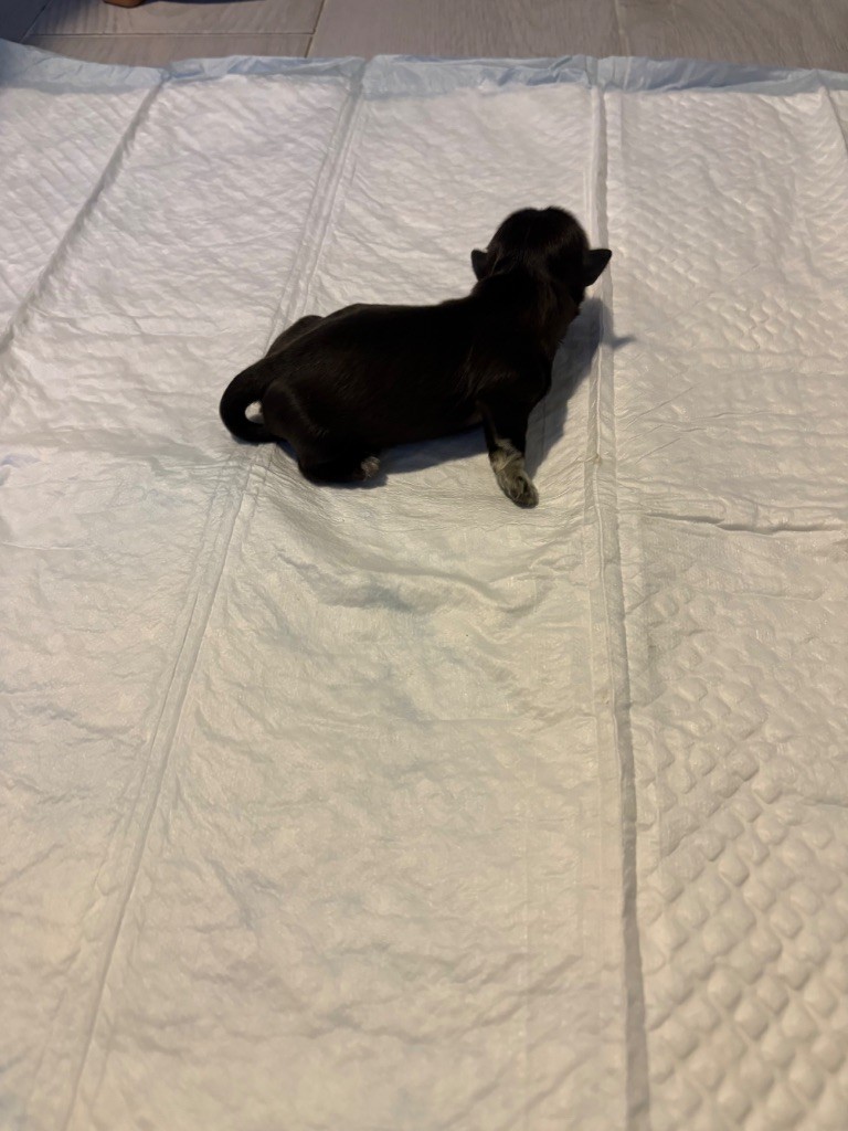 de Gael le Tensorer - Chiots disponibles - Shih Tzu