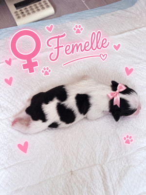 CHIOT 2