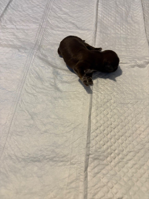 CHIOT 2