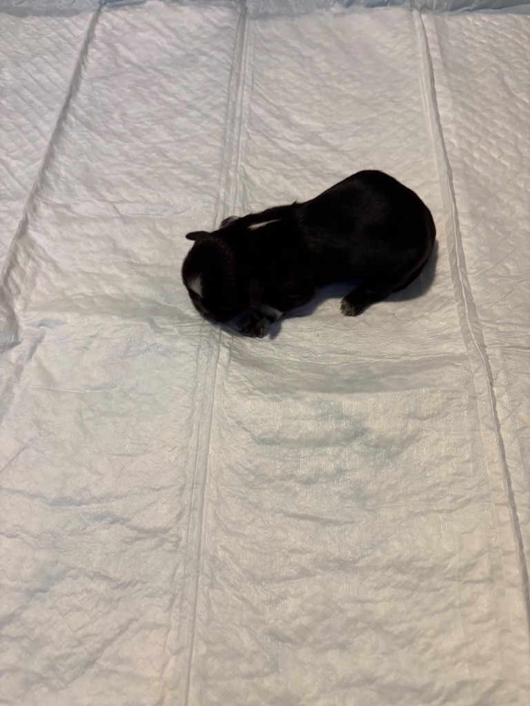 de Gael le Tensorer - Chiots disponibles - Shih Tzu
